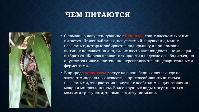 Презентация Окружающий мир "Разнообразие растений" 3 класс. смотреть онлайн