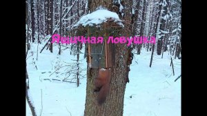 Ящичная ловушка на куницу.