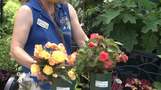 Portland Nursery Shade color смотреть онлайн