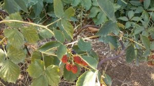 ЕЖЕМАЛИНА «БОЙСЕНБЕРРИ». Период созревания конец июля 2021