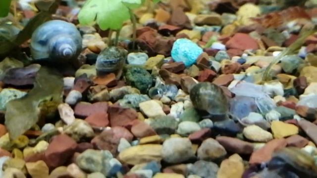 Физа улитка смотреть онлайн