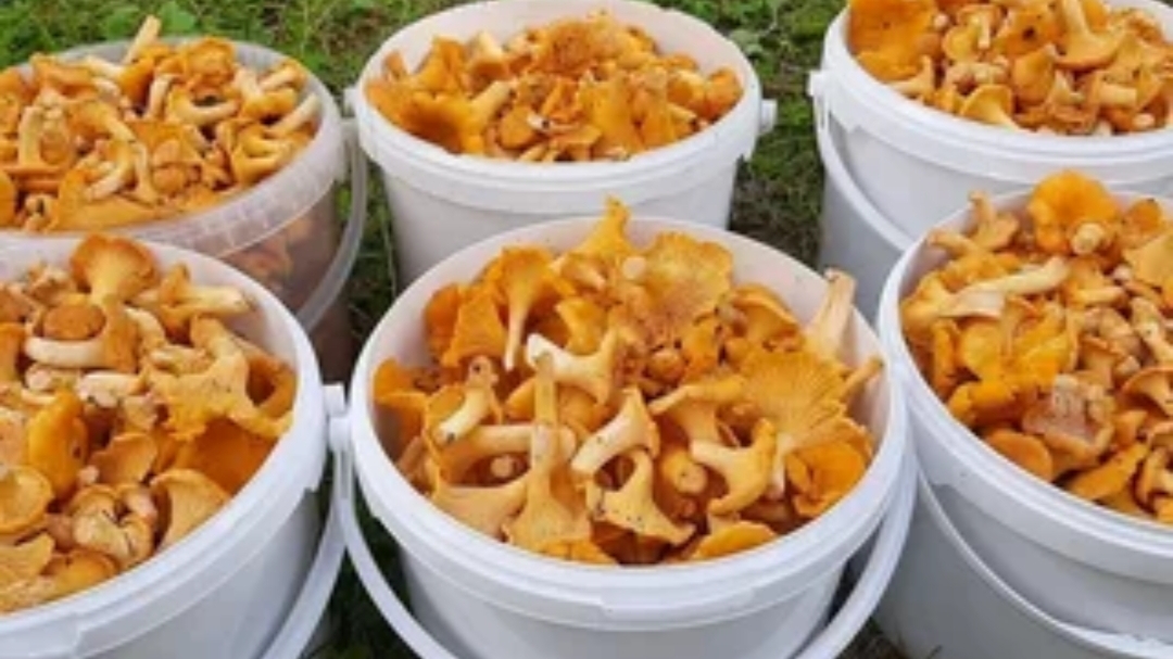 Столько ЛИСИЧЕК в Подмосковном лесу в конце АВГУСТА я не видел ни когда. смотреть онлайн