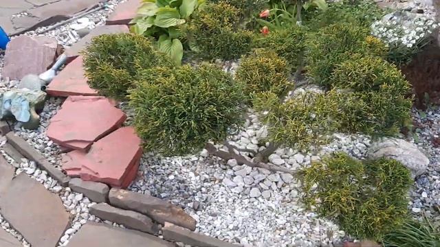 Стрижка туи ниваки 2а часть. смотреть онлайн