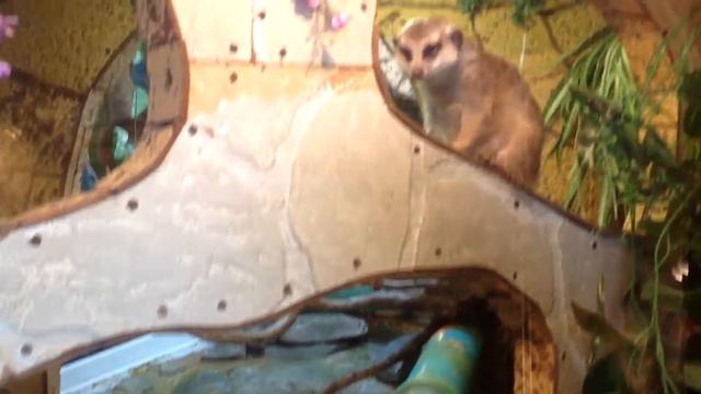 Геленджик 2019 зоо террариум . Потрясающи сурикатики. смотреть онлайн