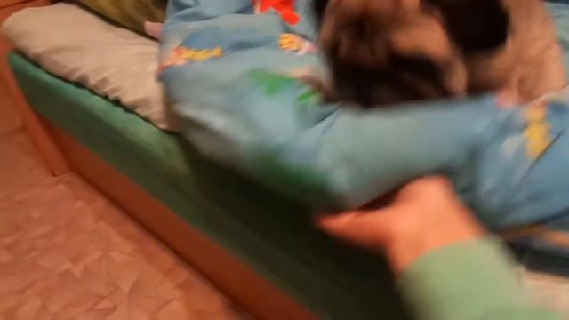 Я издеваюсь над собакой! 2 смотреть онлайн