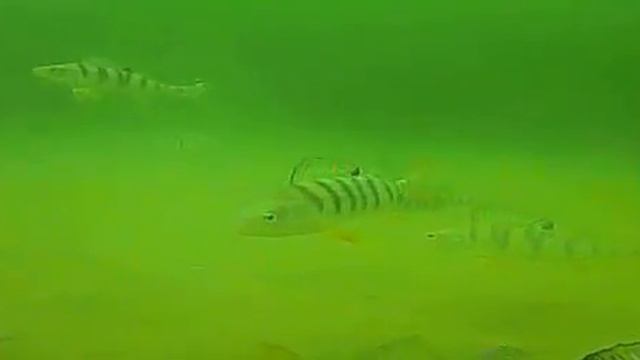 Рыбалка на Красноярском море (Хакасия) 2017г смотреть онлайн