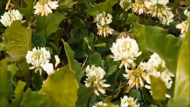 Биология. Кормовые бобовые растения. смотреть онлайн