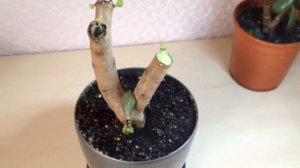 Тотальная обрезка денежного дерева. Часть2.