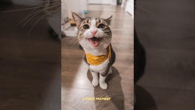Собаки которые любят детей смотреть онлайн