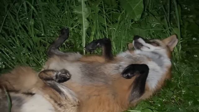 Ритмы Визуализации