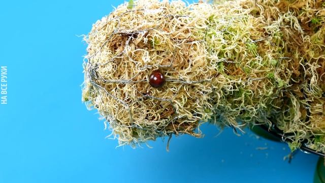 10 Очаровательных Идей Для Выращивания Суккулентов ?? смотреть онлайн