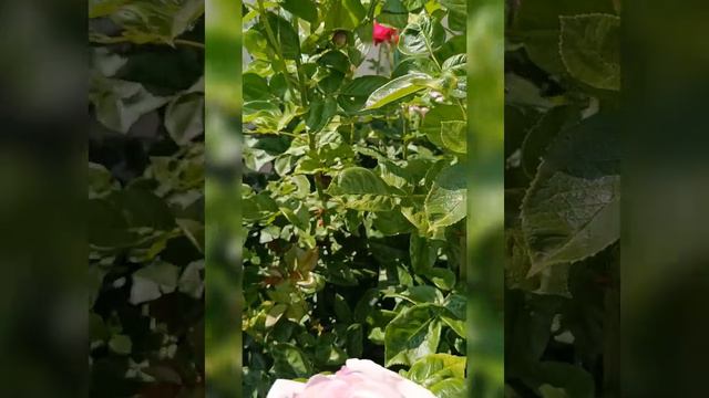 Наши Розы Цветут 26.05.2023 г. г.Павлоград Украина смотреть онлайн