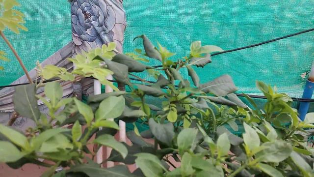 Mottai Maadi koli valarpu tamil/Fig fruits update /koli news/nattu kozhi valarpu/indian koli news смотреть онлайн