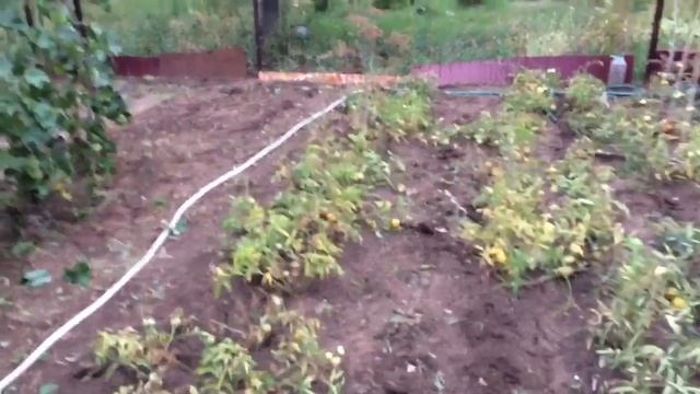 На дачу за урожаем/наводим порядок/уборка смотреть онлайн