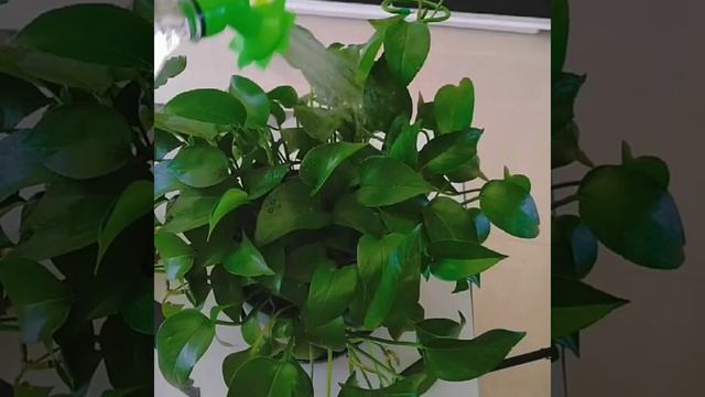 Гаджет для дома Лайфхаки для полива домашних растений #shorts смотреть онлайн