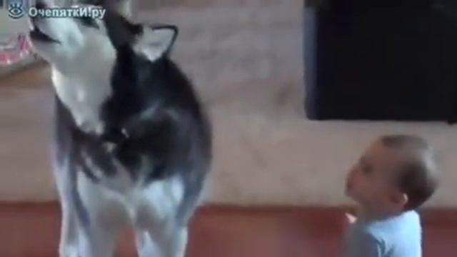 Хаски и малыш беседуют смотреть онлайн