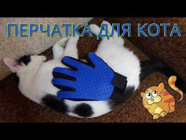 Перчатка для вычёсывания(животных) и кот Бандит. смотреть онлайн