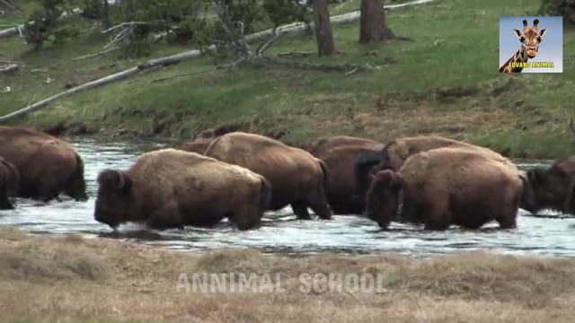 Много звуков разных животных. [ANIMAL SOUNDS1️⃣]. Какое ваше любимое? смотреть онлайн
