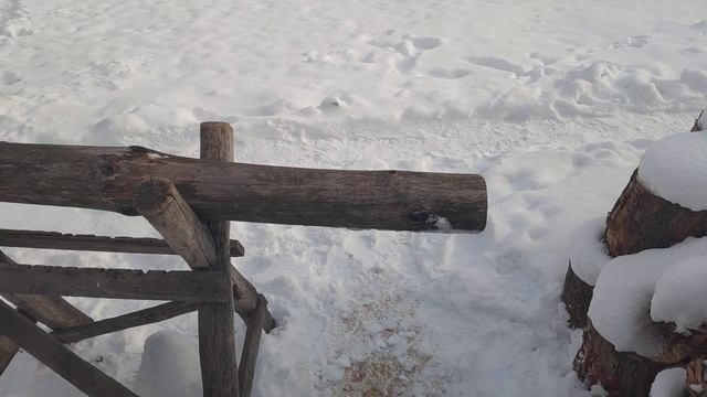 Пила ДРУЖБА-2. Можно ли пилить в одиночку? Пилим дрова! смотреть онлайн