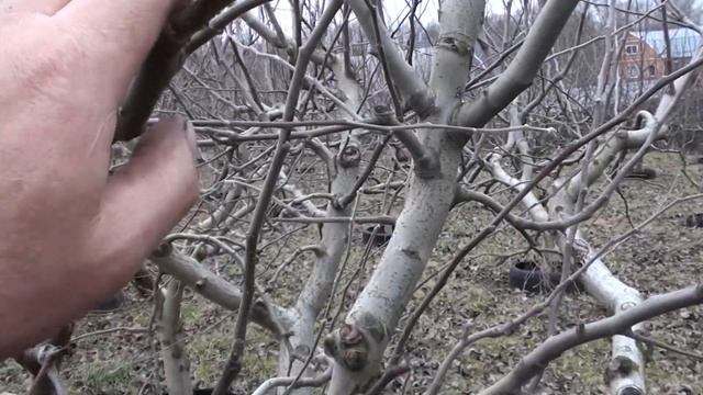 Сад зимою. смотреть онлайн