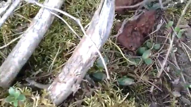 Иду в ЛЕС собирать СМОРЧКИ! Приготовлю себе из них ВКУСНОЕ ЖАРКОЕ. Мой РЕЦЕПТ! смотреть онлайн