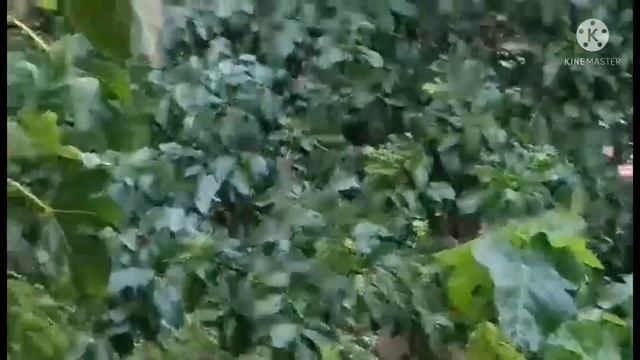 #My Stress Reliever , Princess Tinay.Hailstorm. Not Snow. By: Spaverbs vlog смотреть онлайн