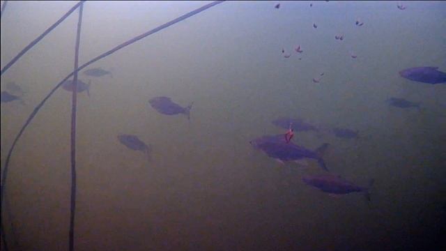 Рипус, пелядь, сырок. Что это за рыба кто знает? смотреть онлайн