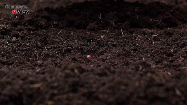 Это Строго Запрещено Делать Осенью В Саду И Огороде! Ошибки Садоводов Осенью! смотреть онлайн