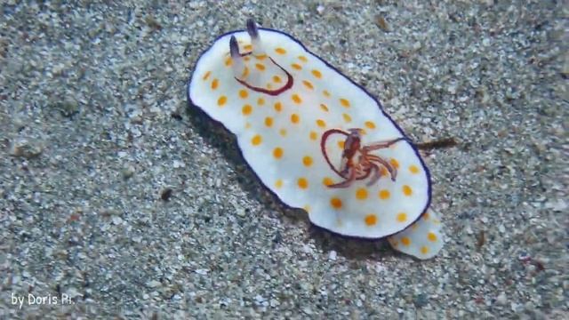 Ringel-Sternschnecke (Chromodoris annulata) смотреть онлайн