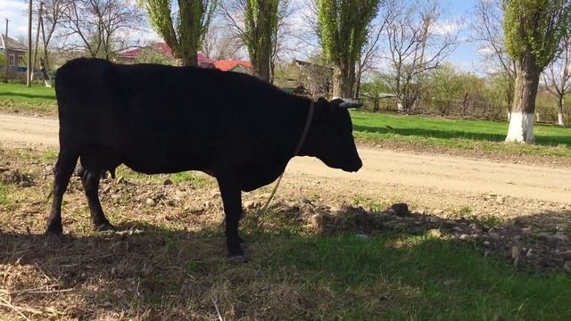Корова и теленок на лужайке. Ребенок знакомится с животными в станице смотреть онлайн