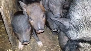 Вьетнамские поросята. Помесь (гибрид) дюрок