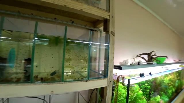 Выгрузка трех видов рыб с нерестовиков