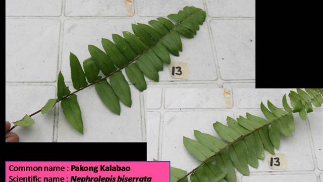 FBS 21 Forest Taxonomy Review Materials - ( Day 3 | February 2, 2016) | METALLICA