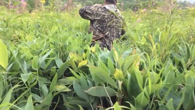 Бамбук смотреть онлайн