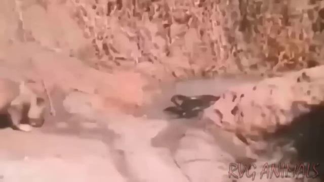 Old Tiger pitiful moment.. Tiger Recklessly Hunted Giant Python And Unexpected Ending Happened смотреть онлайн