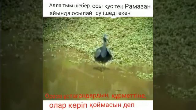 Рамазан айында ерекше су ішетін құс.Алланың құдіреті шексіз..... смотреть онлайн