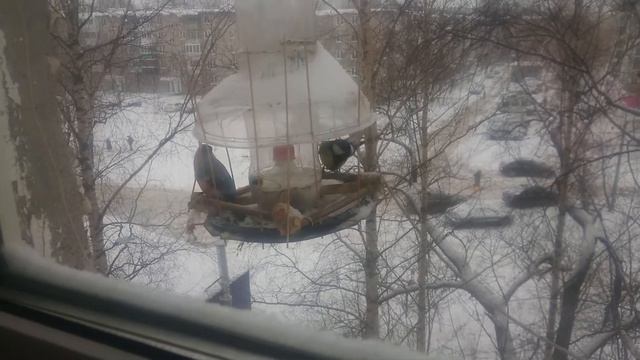 Снегири прилетели смотреть онлайн
