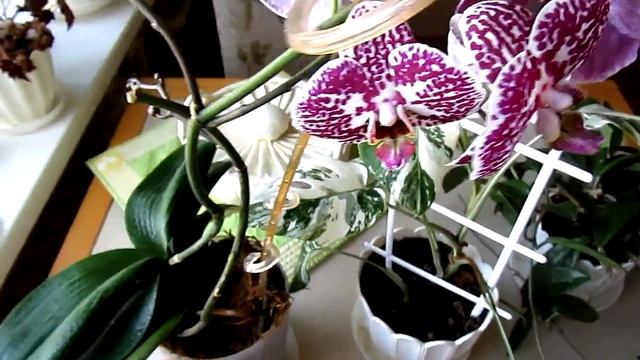 Утренняя прогулка по подоконнику или все цветочки молодцы! Даже... алоказия) смотреть онлайн