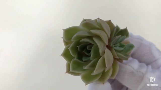 Echeveria cv Onslow смотреть онлайн