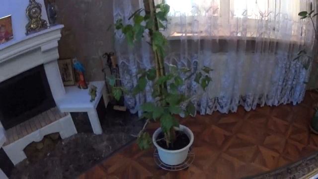 Китайская роза, Гибискус, выращивание , уход. смотреть онлайн