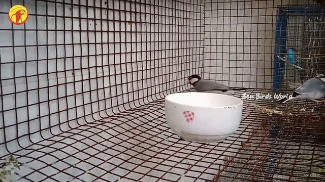 Java finches egg update in Tamil |Ben Birds World смотреть онлайн