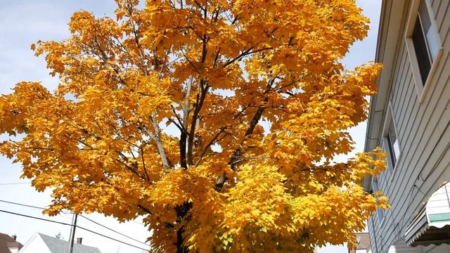Panasonic G7 4K 14-42mm test footage . смотреть онлайн