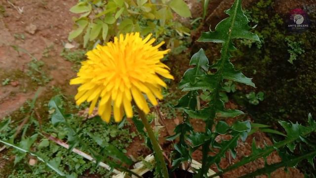 ഒരു ഒറ്റചെടിയിൽ നിന്നും ഇത്രയും പൂക്കളോ/Dandelion Benefits & Uses #flowers #dandelions #rareplants смотреть онлайн