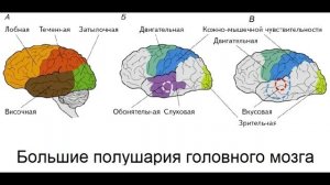 § 12 Головной мозг: строение и функции