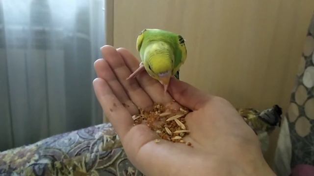 Ручной попугаи .Попугай .Волнистый попугаи .Птенец Волнистого попугая кушает с руки. смотреть онлайн