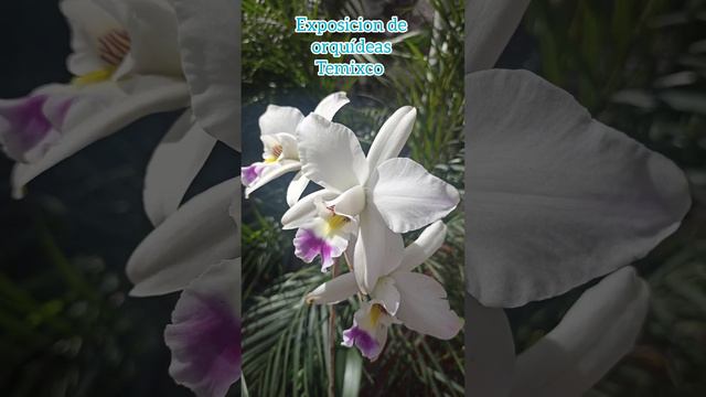 Hermosa Galería de orquídeas de la exposición de Temixco смотреть онлайн