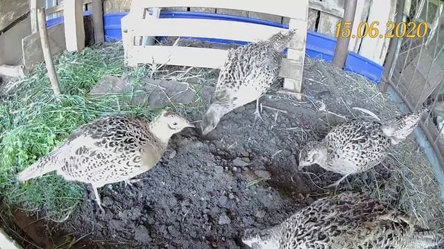 Конструктор Мечты