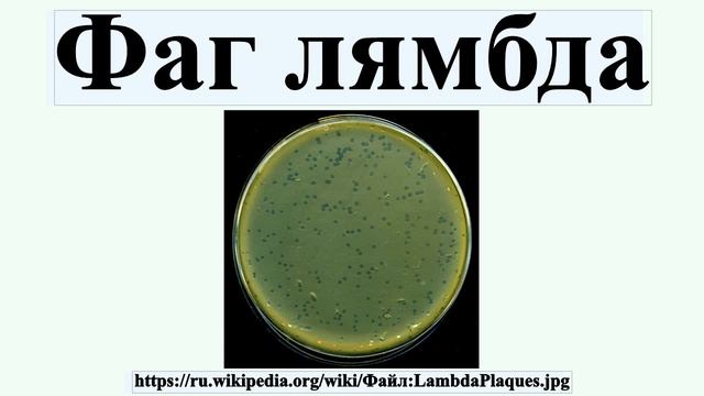 Фаг лямбда смотреть онлайн