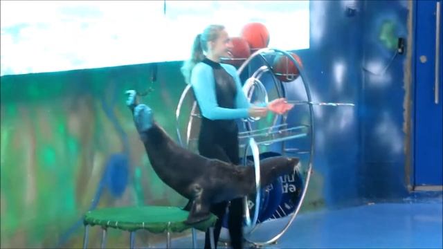 МОРСЬКІ КОТИКИ ОДЕСЬКОГО ДЕЛЬФІНАРІЮ ШОУ ЛАСТОНОГОГО АРТИСТА смотреть онлайн