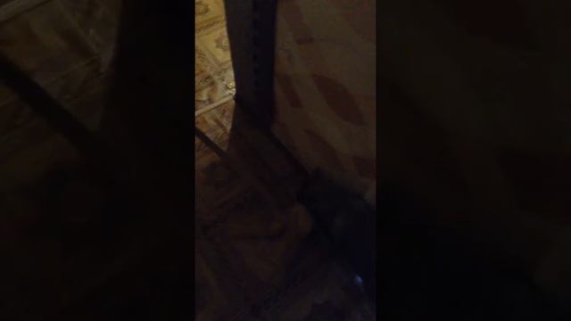Щенок мешает мыть пол ржака смотреть до конца смотреть онлайн